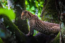 Macaws, monkeys, fruit bats, grasshoppers secondary consumers: Top 10 Facts About Jaguars Rainforest Cruises