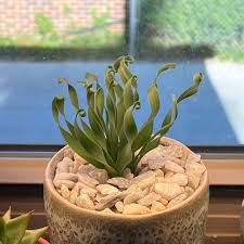 Image result for Albuca