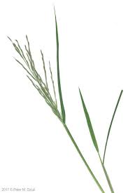Image result for Leptochloa fusca