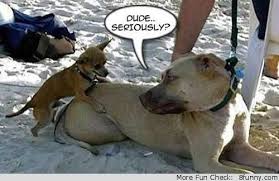 Small Dog Mating With A Big Dog Funny Dog Pictures Funny Dogs Animals