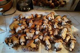 Le poisson qui a filé est toujours le plus gros. J Ai Teste Pour Vous La Cueillette Des Cepes En Foret De Tourouvre Le Perche