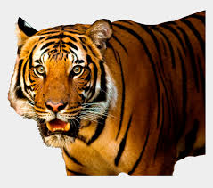 Tiger vector images, illustrations, and clip art. Tiger Clipart Transparent Transparent Background Tiger Png Cliparts Cartoons Jing Fm