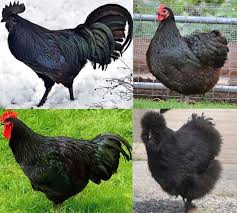 On each species' page we've also included information on poultry farming with sustainable chicken breeds and exotic breeds of chickens. 5 Best Black Chicken Breeds