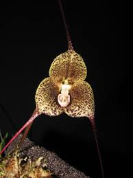 Image result for Summerhayesia zambesiaca