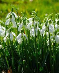Galanthus Elwesii Snowdrops Garden Bulbs Cottage Garden Plants Bulb Flowers
