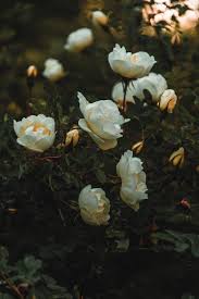 We offer an extraordinary number of hd images that will instantly freshen up your smartphone or computer. 70 000 Best White Rose Photos 100 Free Download Pexels Stock Photos