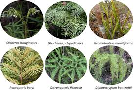 Image result for Gleicheniaceae