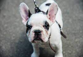 Akc champion french bulldogs available for stud service anywhere in us. French Bulldog Frenchie Puppies For Sale Akc Puppyfinder