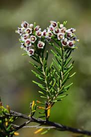 Image result for Erica arborea