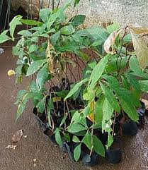 Image result for Terminalia bellirica