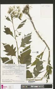 Image result for Crassocephalum montuosum