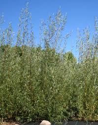 Hybrid willows make beautiful graceful willow hedges. Hybrid Willow 12