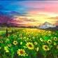 Field of Sunflowers | $10 Bottomless Rosé