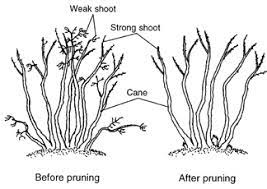We also have free shipping on select quart size, 1 year potted blueberry and raspberry plants. Blueberry Bush Care Port Kells Nurseries