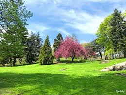 Find gifs with the latest and newest hashtags! Wind In Cherry Tree Gifs Get The Best Gif On Giphy