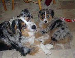 Adorable mini australlian shepherd puppies now nine wks old 1891.15 miles. Australian Shepherd Breeders California