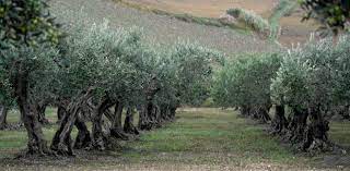 Maybe you would like to learn more about one of these? The Olive Tree The Symbolic Plant Of The Mediterranean Mediterras