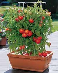 Container Gardening Tips For Preppers And Survivalists Container Gardening Growing Tomatoes In Containers Container Gardening Vegetables
