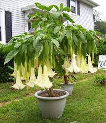 Plena 'angels sunbeam' always present themselves with three floors of these blossoms that occur but also four. 110 Brugmansia Angels Trumpet Ideas Brugmansia Angel Trumpet Planting Flowers