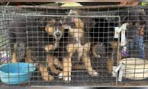 LFT Undercover Investigation Reveals Suffering Puppies at Texas ...