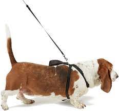 Boyz Toys Pets Go 2 - Arnés de Seguridad para Perros para Caminar y Coche –  pequeño : Amazon.es: Productos para mascotas