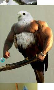 Birds With Human Arms 