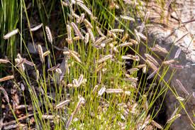 Image result for Anagallis gracilipes