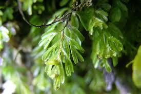 Image result for Hymenophyllum tunbridgense