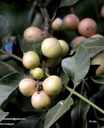 Image result for Aphanamixis polystachya