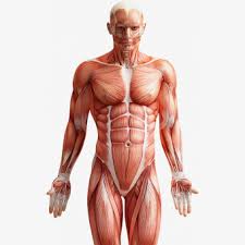 Muscles are considered the only tissue in the body that has the ability to contract and move the other body parts. Muscles Png Muscle Transparent Body Transparent Png 4572092 Png Images On Pngarea