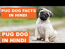 Pug Dog Facts In Hindi Dog Facts Popular Dogs The
