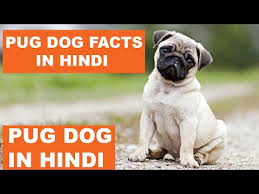 pug dog facts in hindi dog facts popular dogs the