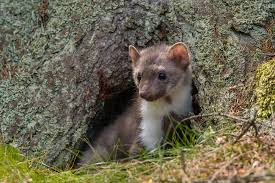 Die kleinen nager haben es vor allem auf steinhaufen, in denen sich der mauswiesel ansiedelt, und sitzwarten für greifvögel seien eine option. Marderkot Daran Erkennen Sie Die Exkremente Von Mardern