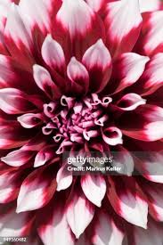 Image result for Dahlia sp. (cultivar)