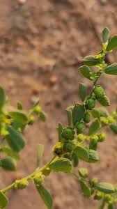 Image result for Phyllanthus maderaspatensis