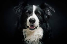 Check spelling or type a new query. Rennes Un Salon Canin Pas Comme Les Autres Toutoupourlechien Com