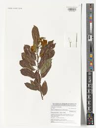 Image result for Paropsia