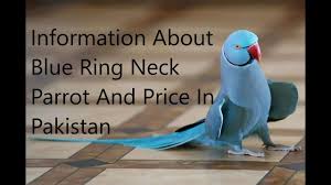 Find deals on products in bird supplies on amazon. Blue Ring Neck Parrot Information About Blue Ringneck Parrot And Price In Pakistan Birds Fobia Youtube