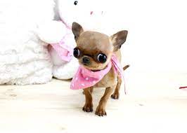 Pin On Chihuahua Dog