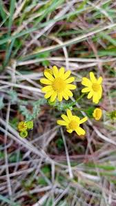 Image result for Senecio viminalis