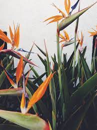 Pin On Plants