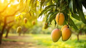 Zardalu Mango