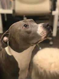 We want all homeless animals in las vegas to find a home. Animal Foundation 310 Photos 326 Reviews Animal Shelters 655 N Mojave Rd Las Vegas Nv Phone Number