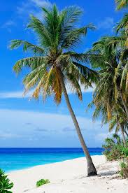 Birthplace of the coconut palm is expected to malaysian archipelago. Coconut Tree Body Water Blue Sky Beach Coconut Trees Coconuts Piqsels