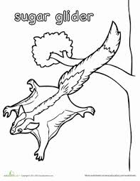 Sugar Glider Worksheet Education Com Sugar Glider Gliders Coloring Pages