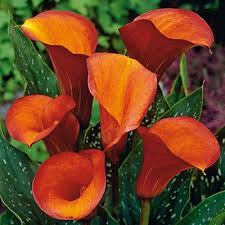 When they are grown in pots, calla lilies should be kept constantly wet and should be given a weak solution of liquid plant food every 3 weeks while they are showing signs of new growth. Flame Calla Lily Bulb Zantedeschia Flame High Country Gardens