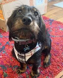 Enleve Moi Le Poil Sur Ma Truffe Quand Son Frere Perd Trop Ses Poils Et Vous Il Perd Beaucoup Ses Poils Ou Dog Nutrition Dry Dog Food Dog Food Recipes