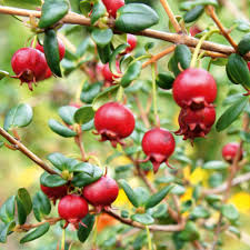 Cactusoup/getty images quince is the name given to the fruit of the cydonia oblonga tree as well as the common name of the tree itself. Chilean Guava Plant Ka Pow Suttons