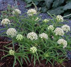 Image result for Ascolepis capensis