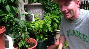 We did not find results for: How To Grow Ghost Peppers Bhut Jolokia Gardening Channel